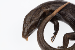 Oligosoma fallai