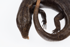 Oligosoma fallai