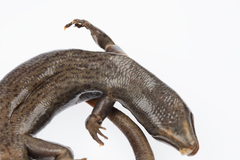 Oligosoma fallai