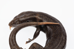 Oligosoma fallai
