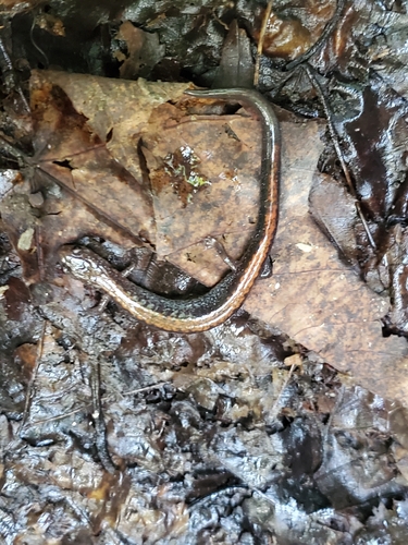 Eastern Red-backed Salamander