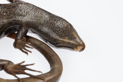 Oligosoma fallai