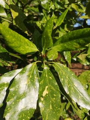 Aucuba japonica