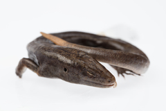 Oligosoma fallai