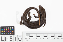 Oligosoma fallai