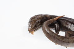 Oligosoma fallai