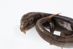 Oligosoma fallai