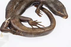 Oligosoma fallai