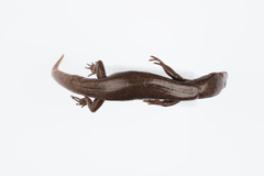 Oligosoma smithi