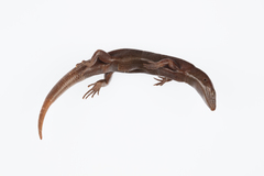 Oligosoma smithi