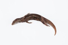 Oligosoma smithi