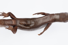 Oligosoma smithi