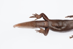 Oligosoma smithi