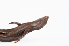 Oligosoma smithi