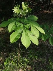 Aesculus turbinata