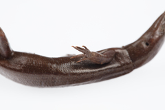 Oligosoma smithi
