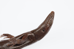 Oligosoma smithi