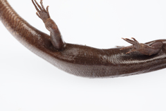 Oligosoma smithi