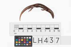 Oligosoma smithi