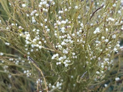 Choretrum glomeratum