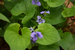 Viola cucullata