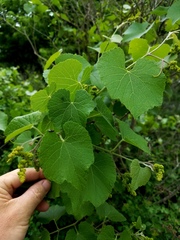 Vitis cinerea helleri