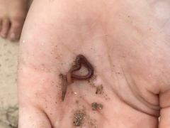 Phyllodocida