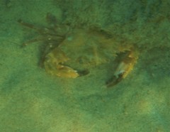Charybdis annulata