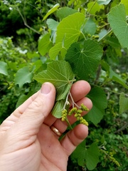 Vitis cinerea helleri