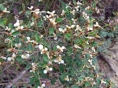 Spyridium thymifolium