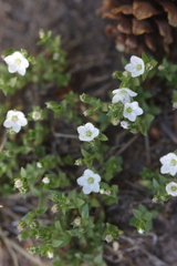 Arenaria lanuginosa