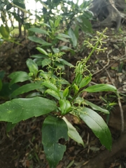 Aucuba japonica
