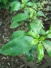Aucuba japonica