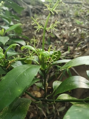 Aucuba japonica
