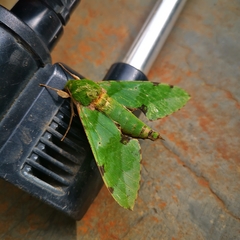 Euchloron megaera