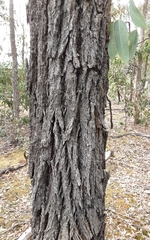 Eucalyptus tricarpa