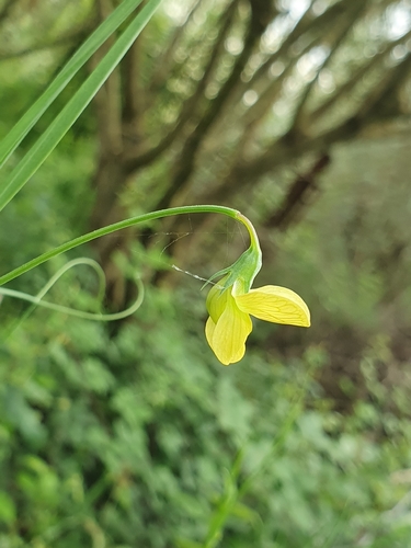 Lathyrus annuus, photograph 1
