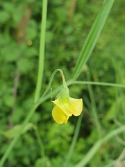 Lathyrus annuus, photograph (c) Mehdi Chetibi, some rights reserved (CC BY)