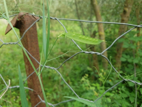 Lathyrus annuus, photograph 3