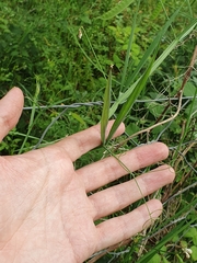 Lathyrus annuus, photograph (c) Mehdi Chetibi, some rights reserved (CC BY)
