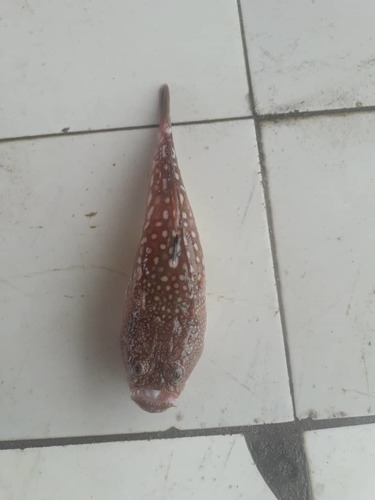 Poll's stargazer (Uranoscopus polli) — Uranoscopidae — 4