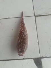 Uranoscopus polli