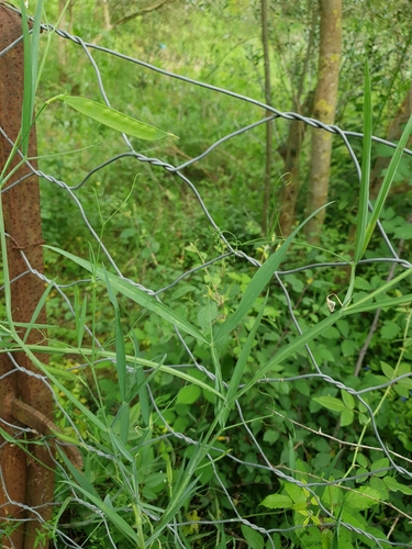 Lathyrus annuus, photograph 5