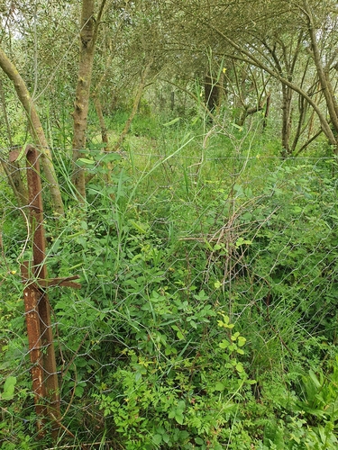 Lathyrus annuus, photograph 6