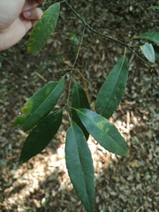 Quercus myrsinifolia
