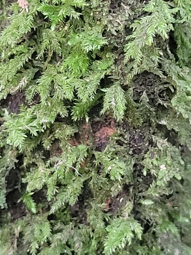 Camptochaete angustata observed 2026-06-23