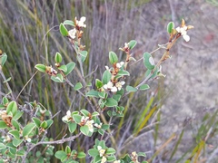 Spyridium thymifolium