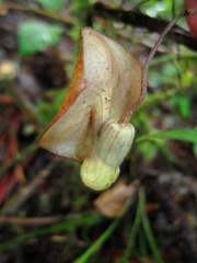 Aristolochia singalangensis