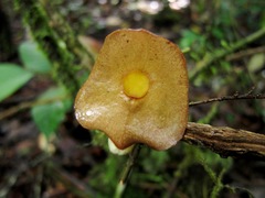 Aristolochia singalangensis