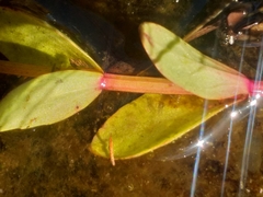 Lindernia parviflora